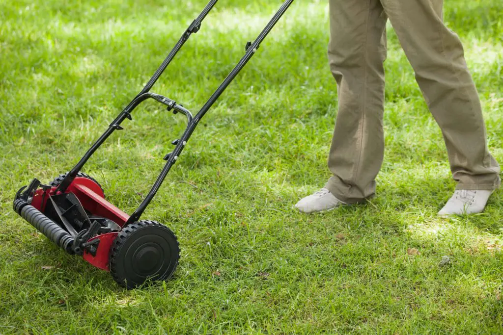 Mowing Your Lawn to the Right Height