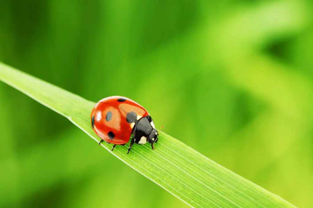 Natural and Organic Alternatives to Pesticides to Get Rid of Chinch Bugs
