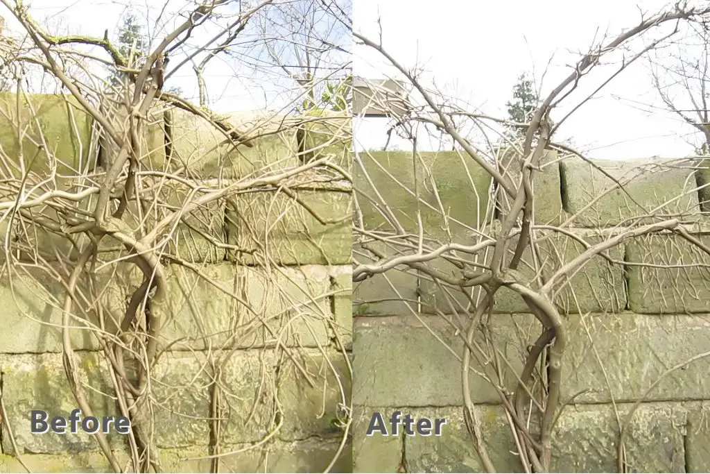 Pruning wisteria in winter before and after