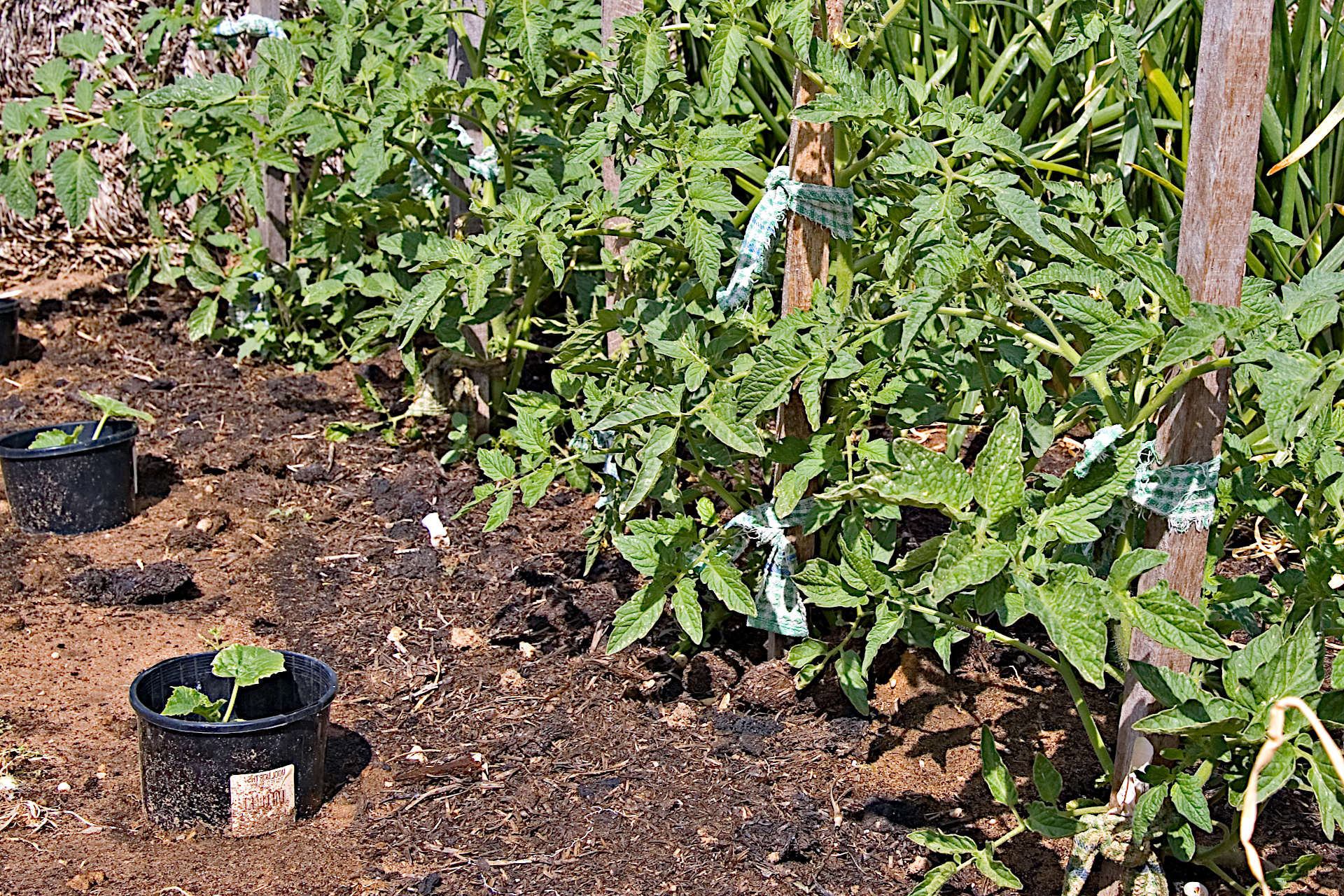 Your Guide To Planning A Successful Vegetable Garden - Get A Headstart 