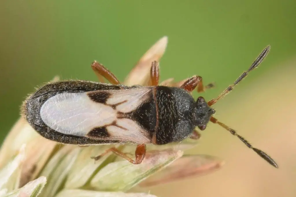 Types of Chich Bugs and Where They Are Commonly Found