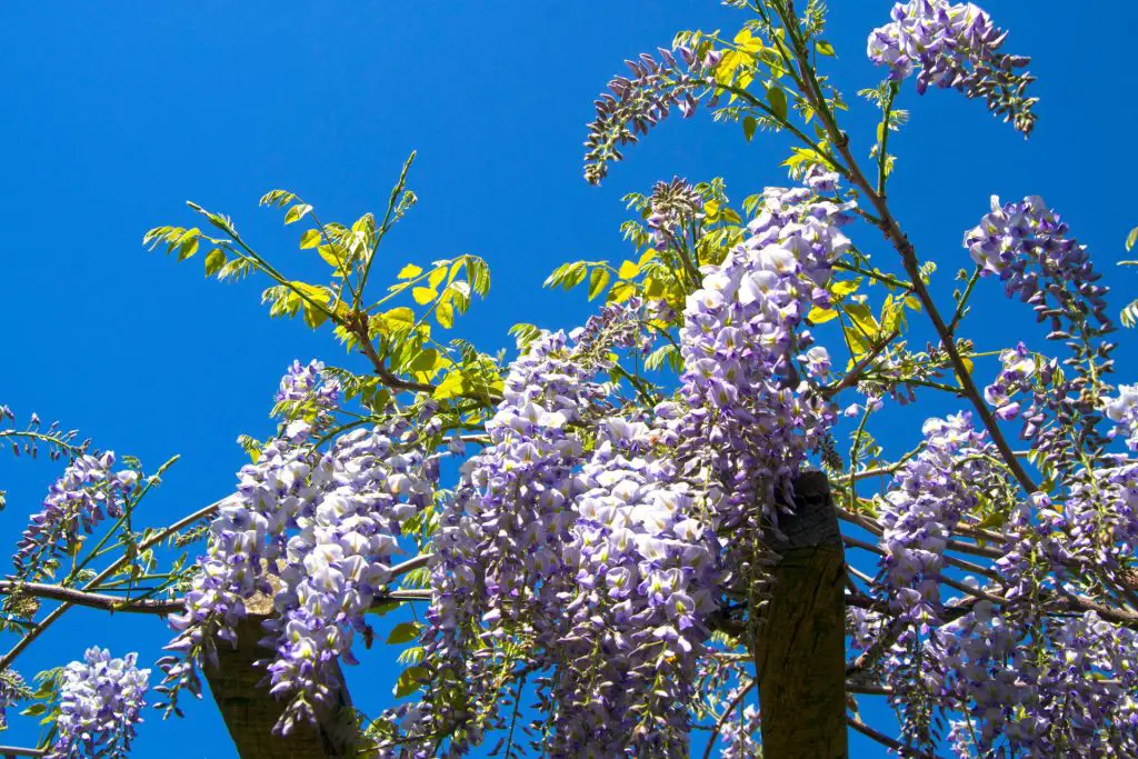 Master the Art of Wisteria Pruning: Expert Techniques and Tips to Keep It in Check