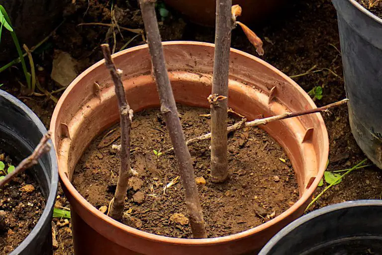 The Secret to Propagating Trees, Shrubs, and Climbers on a Budget: Hardwood Cuttings