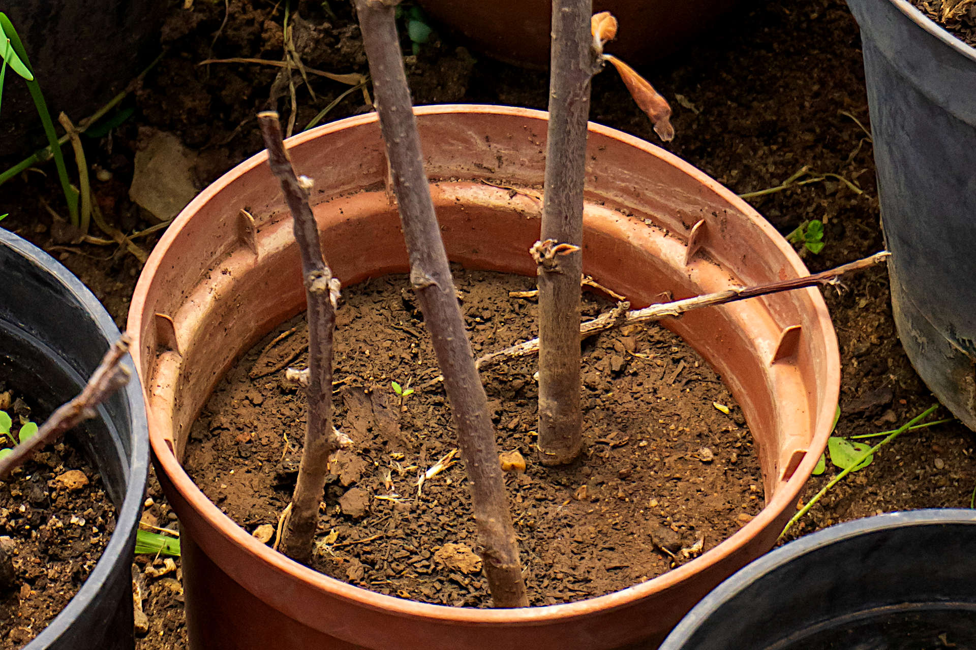 The Secret to Propagating Trees, Shrubs, and Climbers Hardwood
