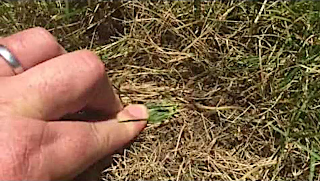 Verifying Chinch Bug Damage: How to Inspect Your Lawn