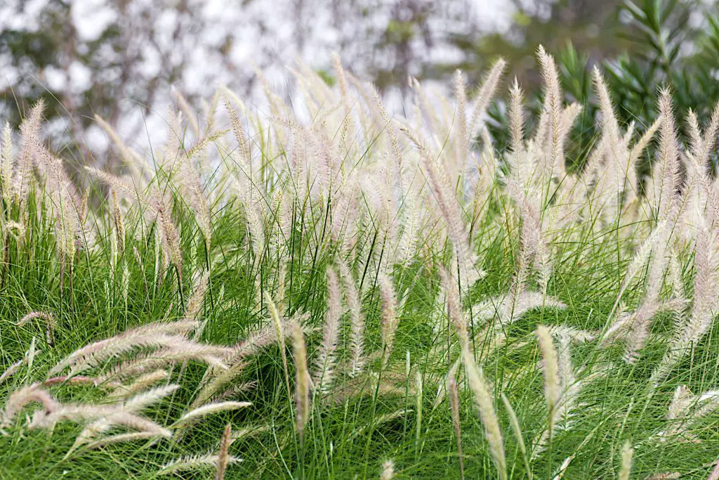 Imperata cylindrica 'Red Baron' - Cutting Back Deciduous Grass