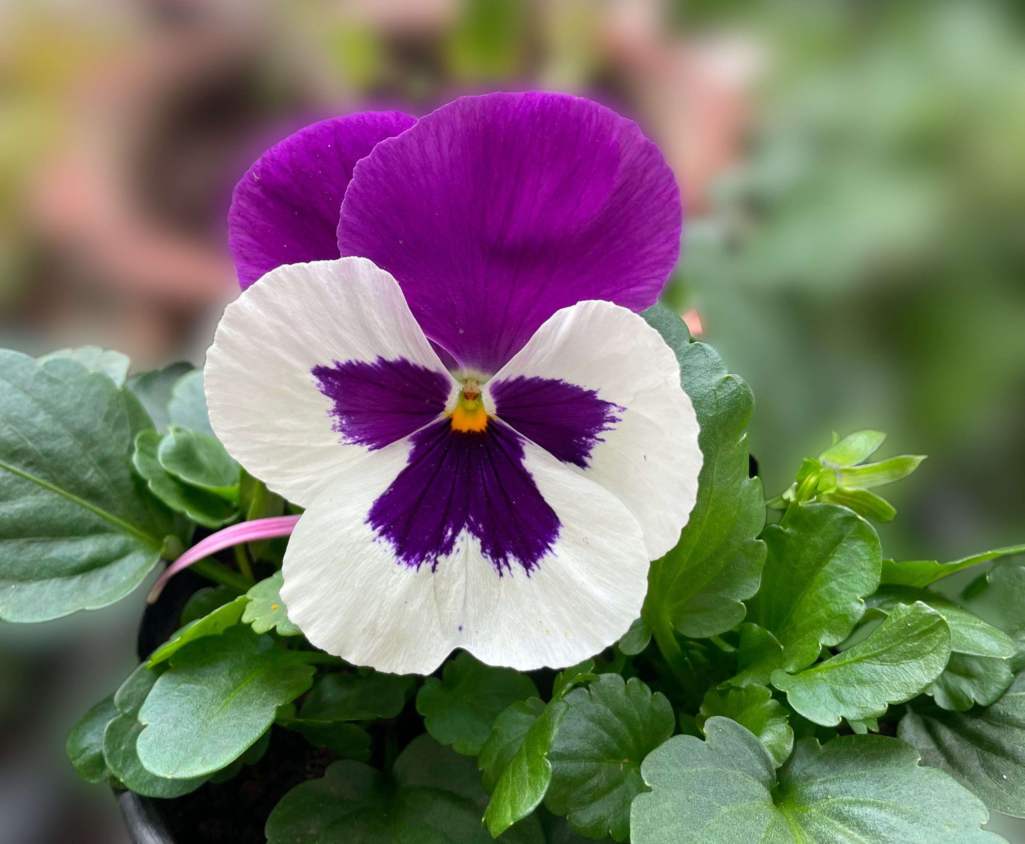 Deadheading Winter Pansies and How to Overwinter the Plants - Gardening ...