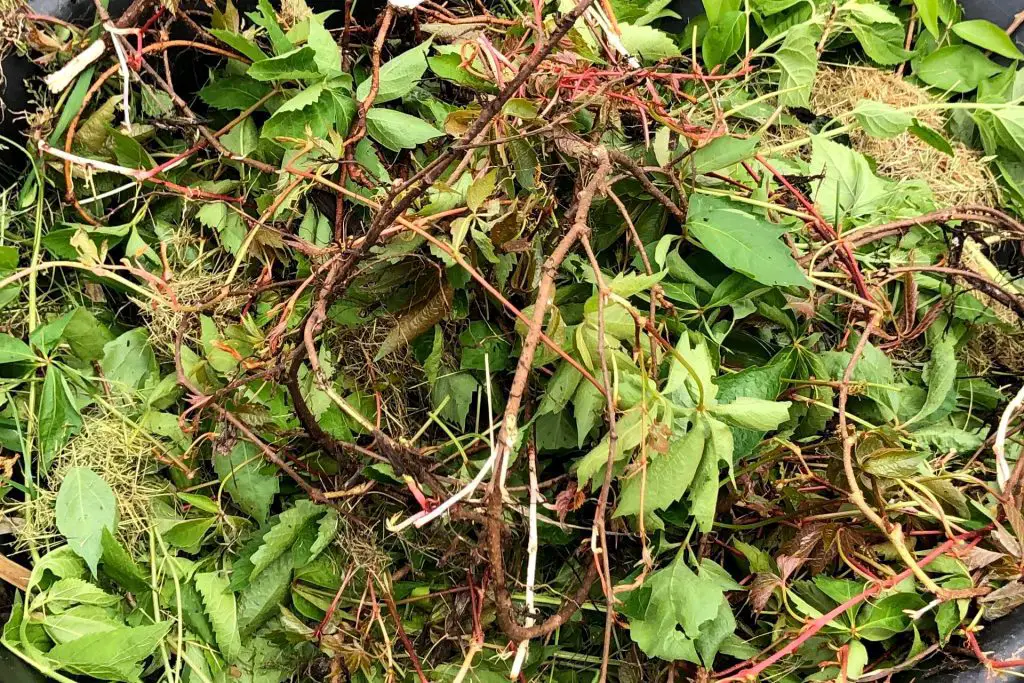 pruning from a Virginia creeper