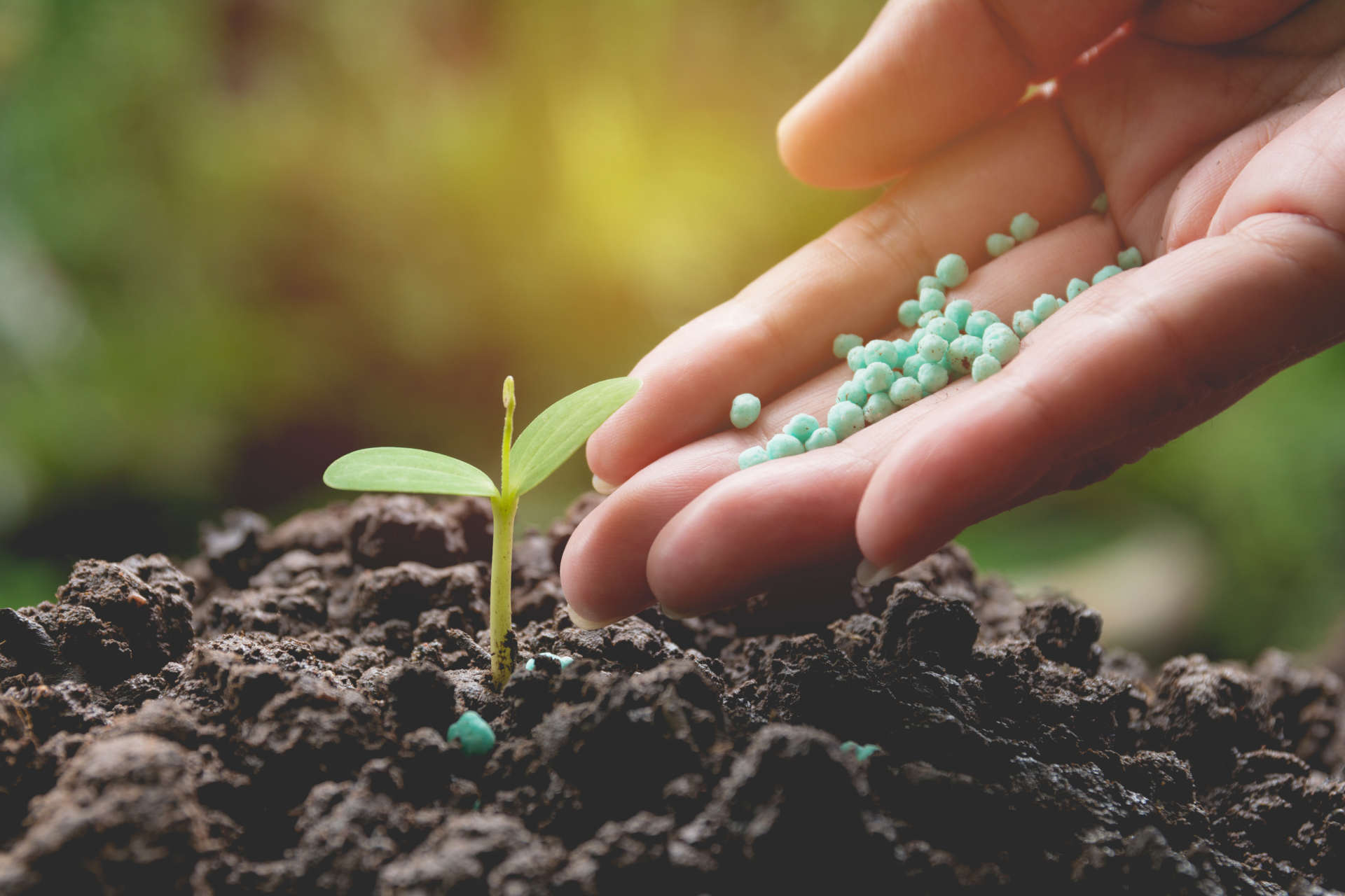 How Long Does It Take Granular Fertilizer to Work Gardening Latest