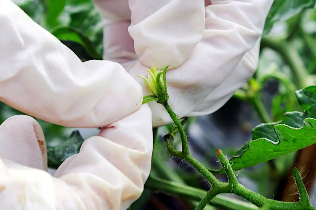 Hand Pollination