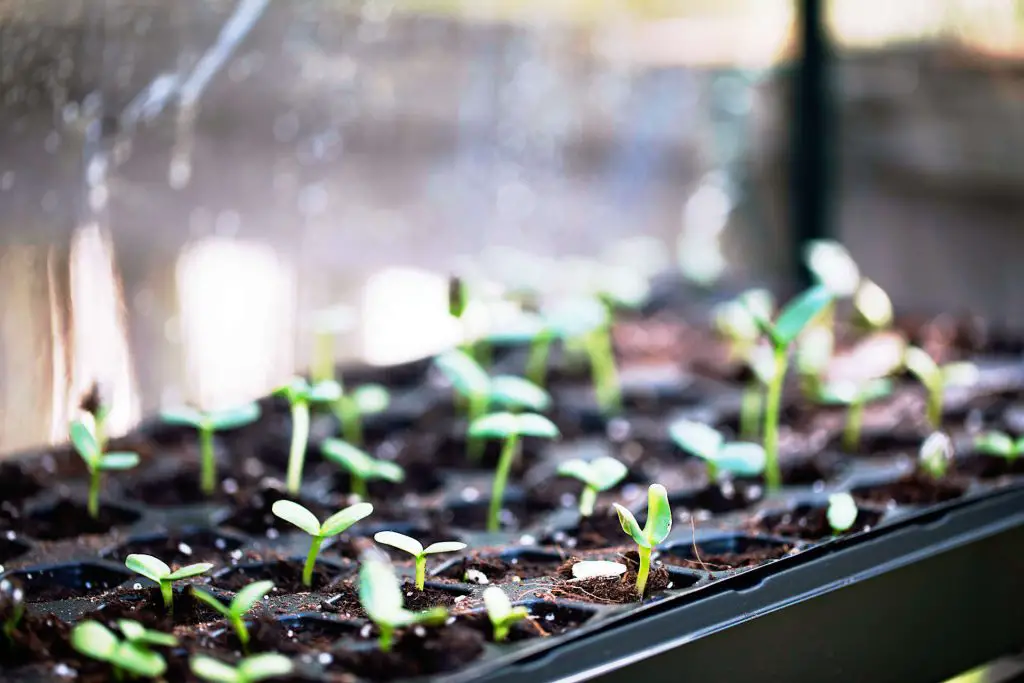 Starting seeds indoors