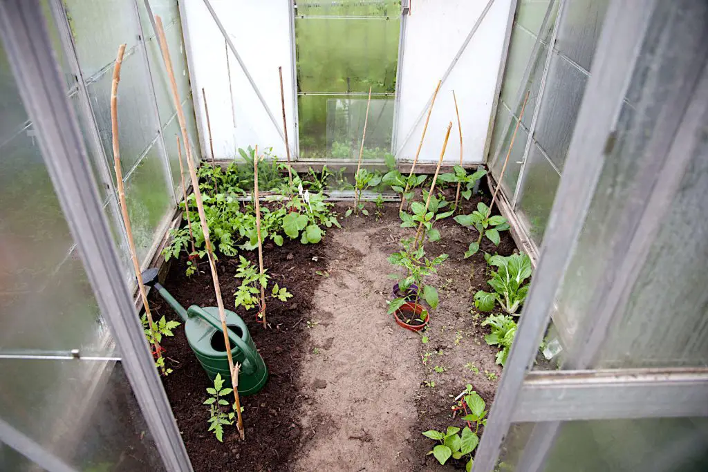 Ventilation in Your Greenhouse