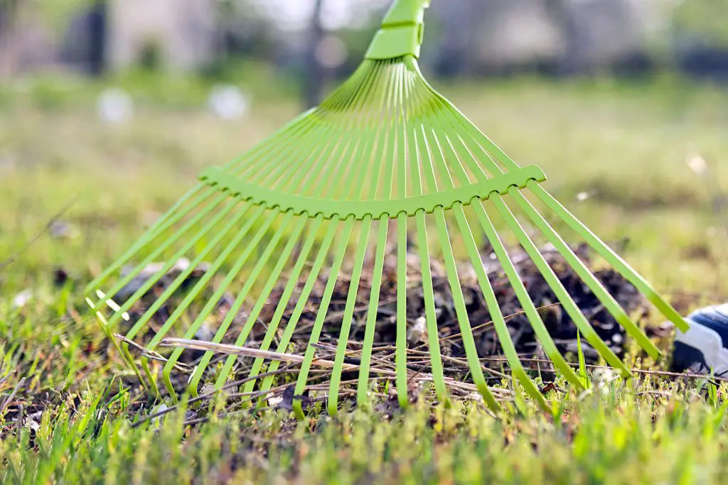 Rake Out Dead Moss from Grass