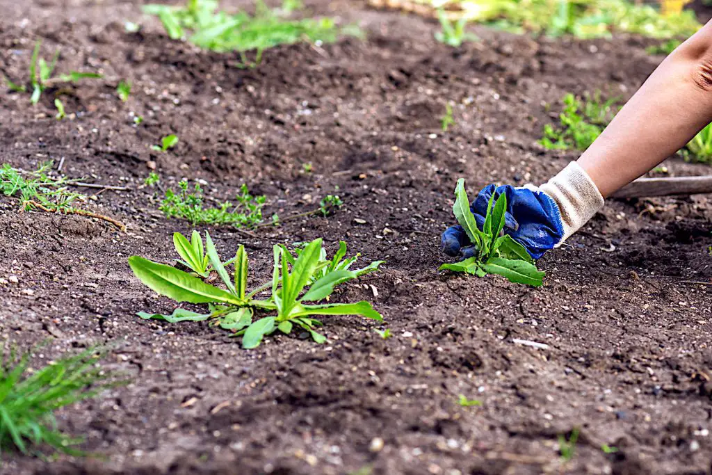 Strategies for Weed Control