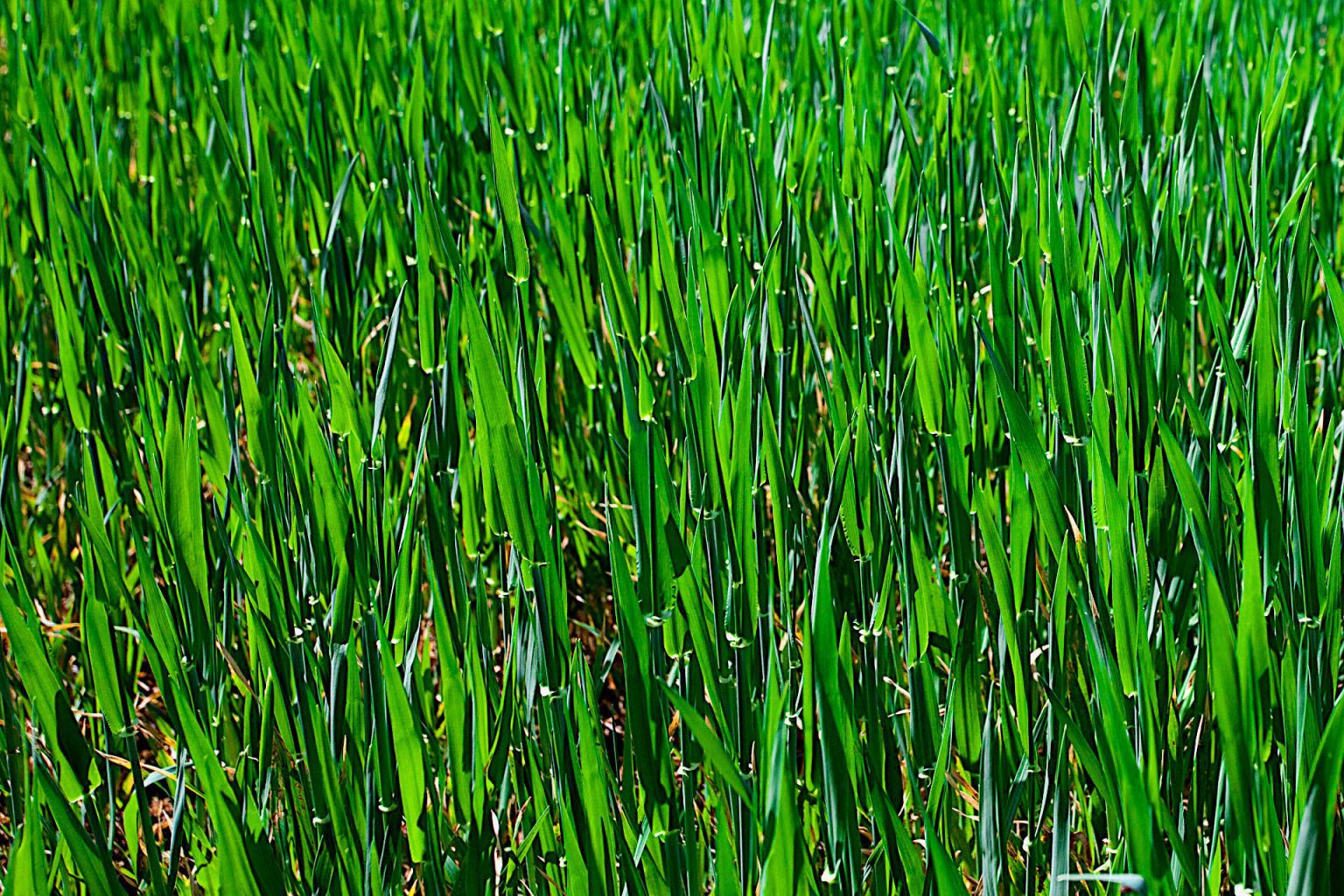 Top Dressing Lawn with Compost How to Top Dress Your Lawn the Right