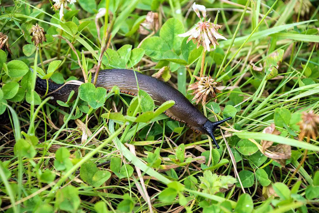 dealing with slugs - gardening tasks for May