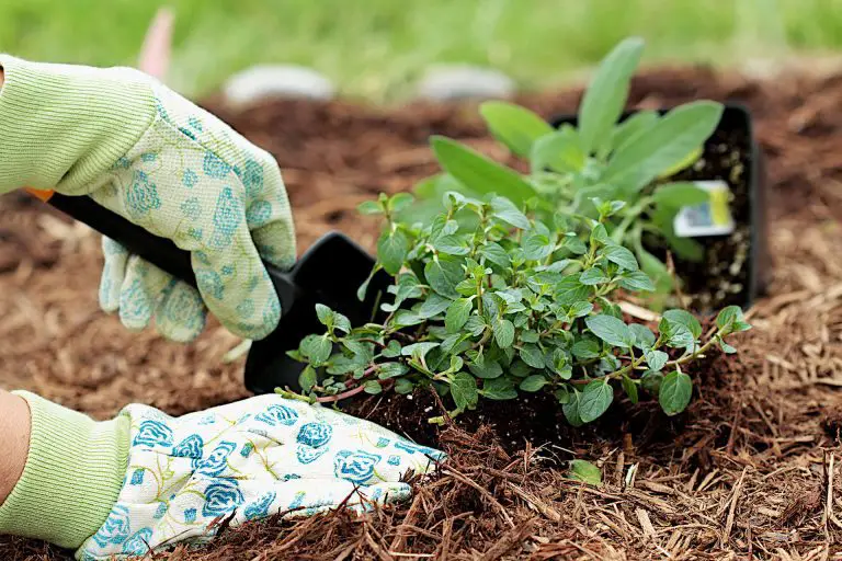 Gardening tasks for May: Planting out grown shrubs