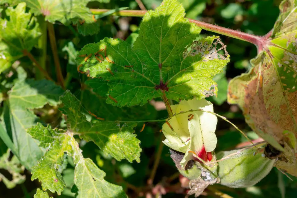 Early Pest Watch and Control Measures