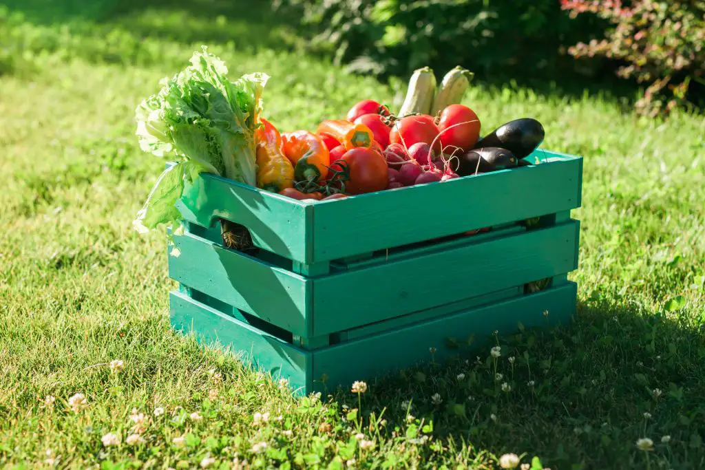 Bountiful Harvesting: Gathering Everything That's Ready