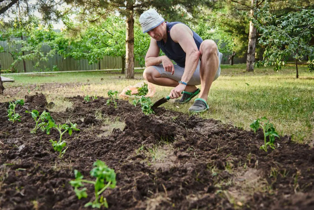 Planting Seedlings of Annuals and Vegetables