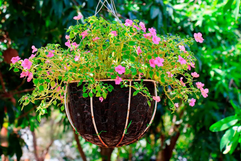 Positioning Hanging Baskets and Containers