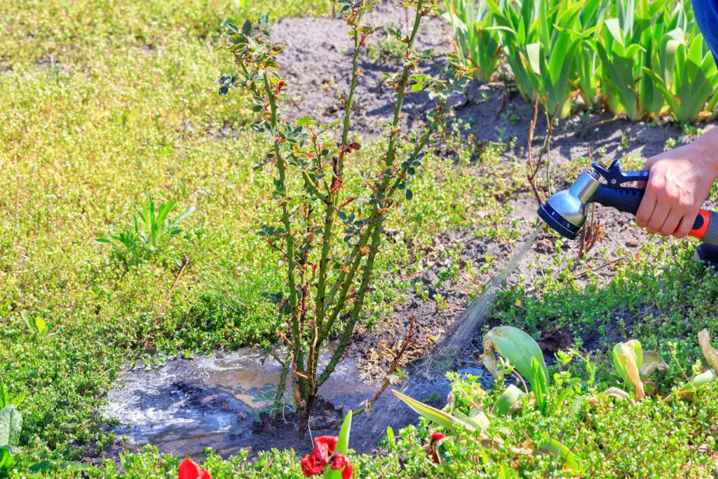 Watering New Seeds and Transplants