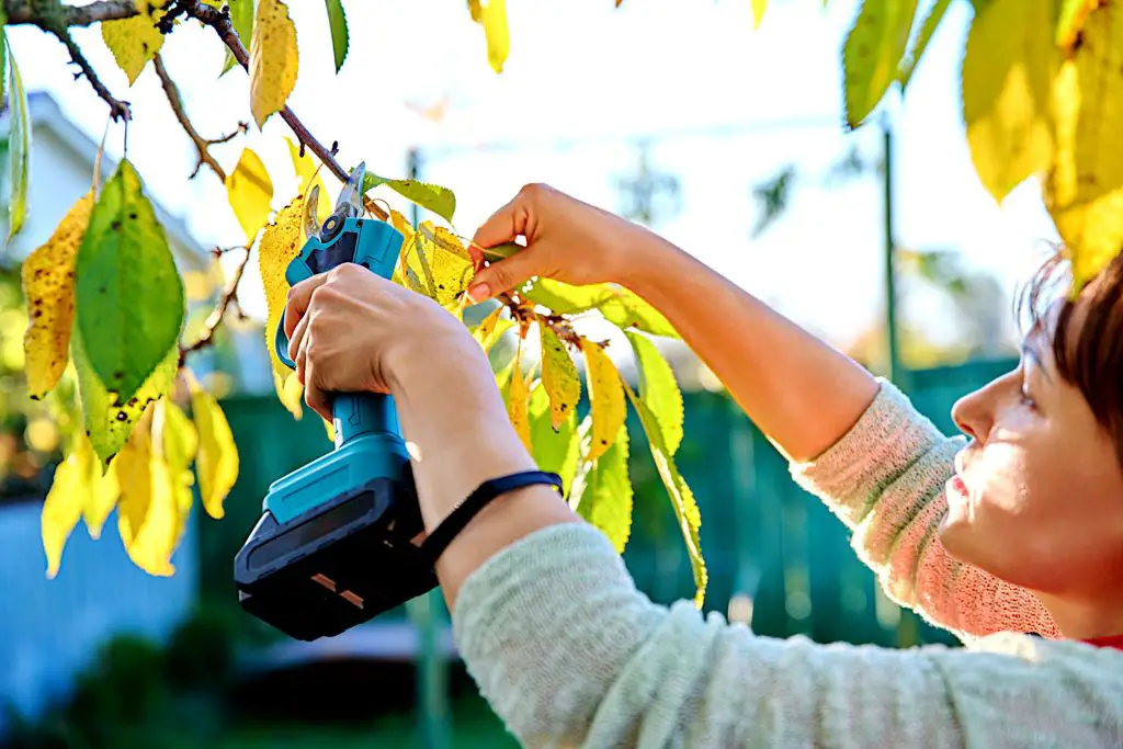 July garden tasks - Prune Early Summer-Flowering Shrubs