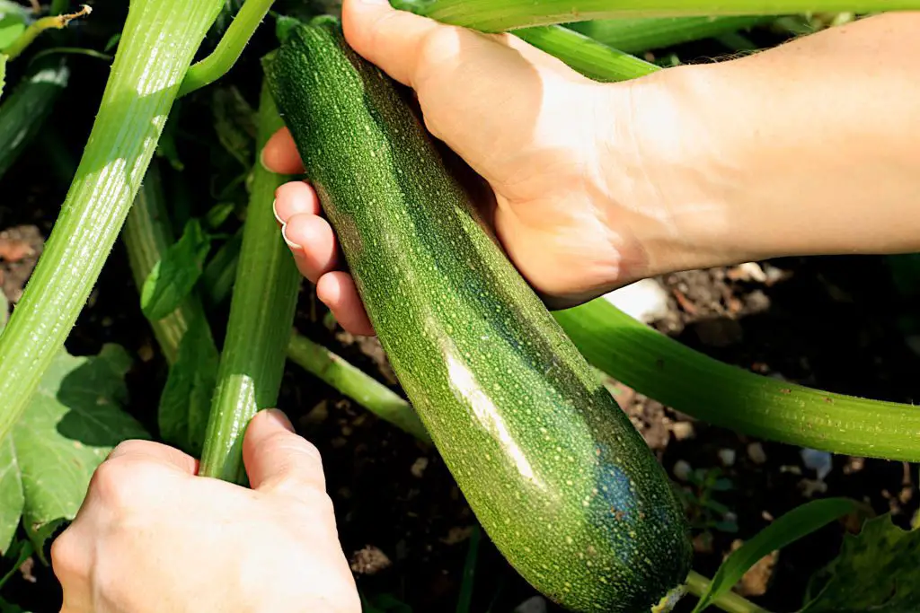 July tasks - Harvesting fresh vegetables