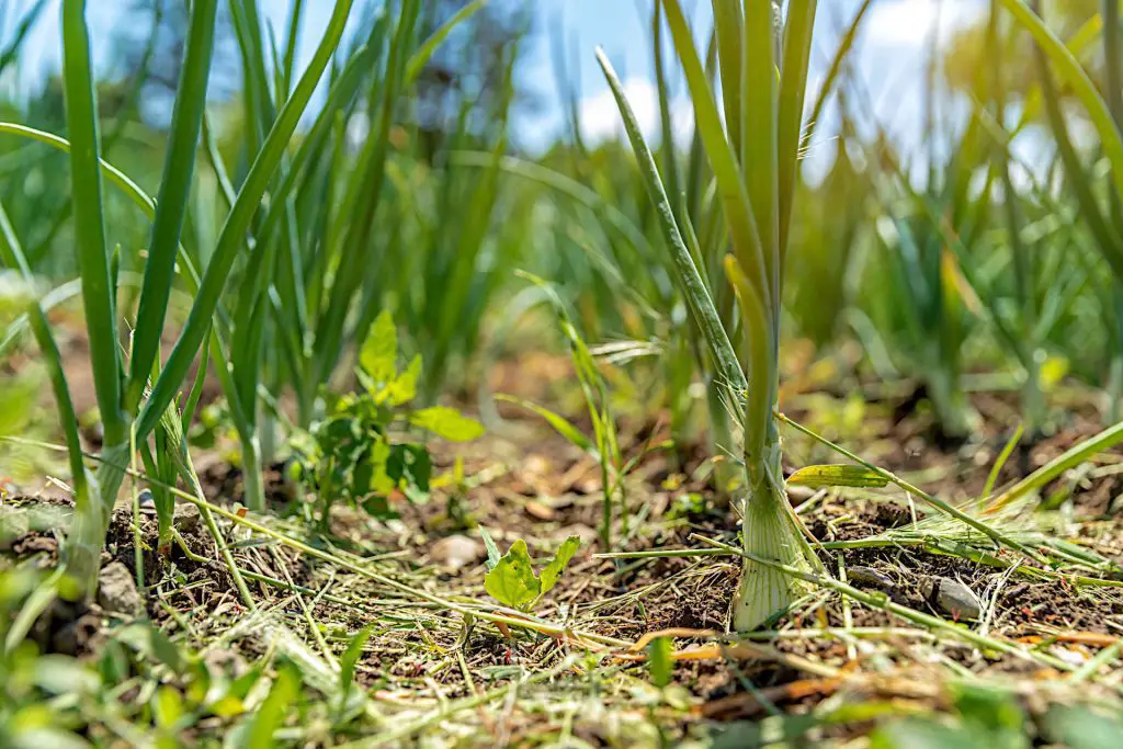 July tasks - Onion Care