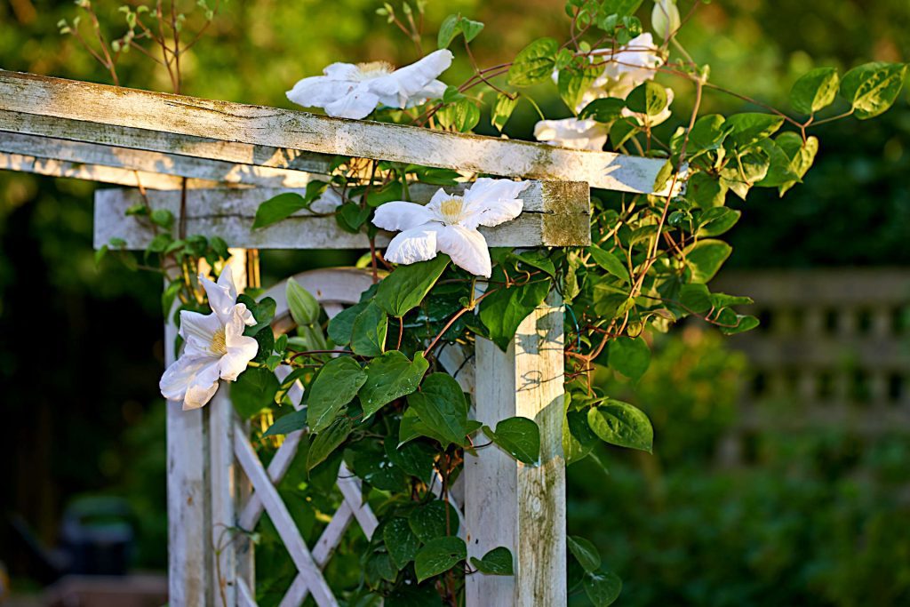 July Gardening - Check Clematis for Wilt