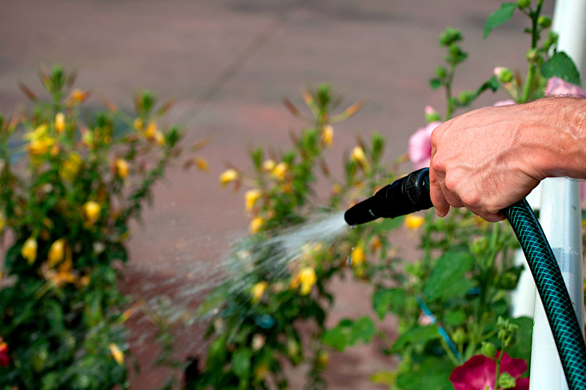 july gardening tasks - Give priority to your watering tasks