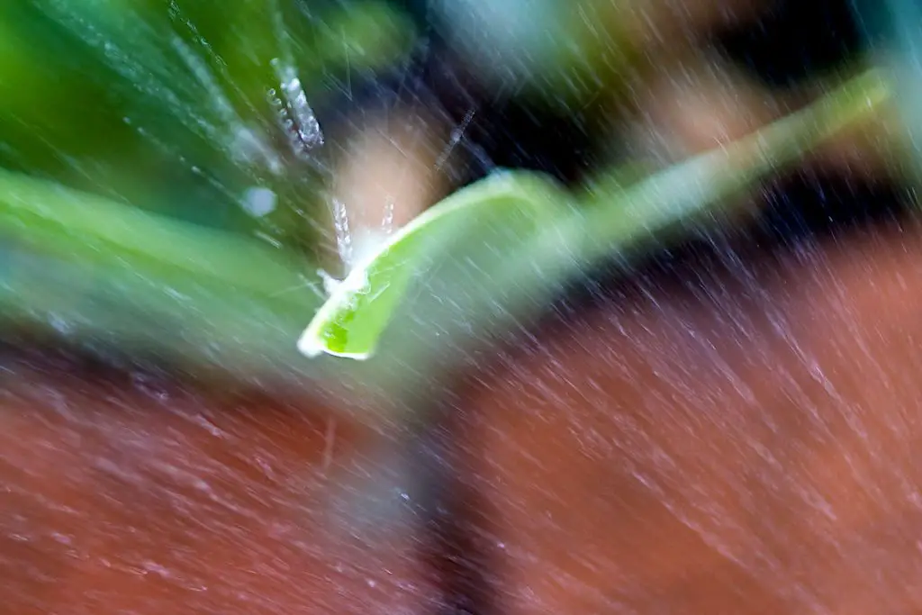 Automatic Watering Systems: Keeping Your Plants Hydrated While You're Away