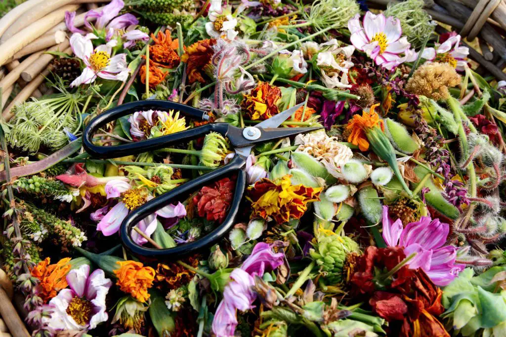 Deadheading: Keeping Your Blooms Fresh and Vibrant