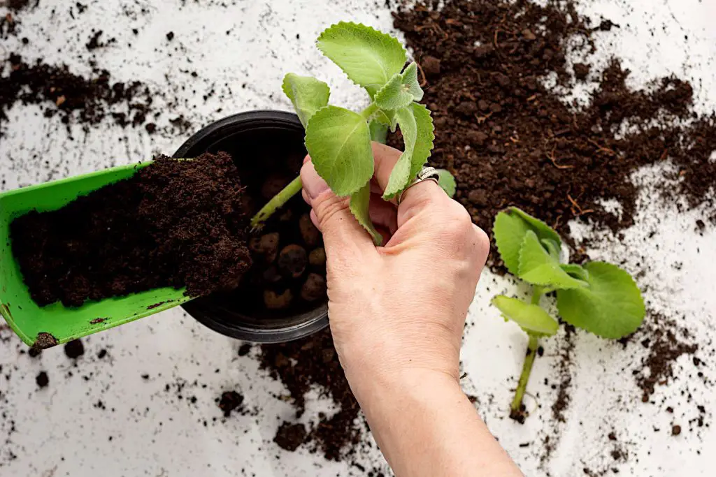 Growing New Plants from Softwood Cuttings