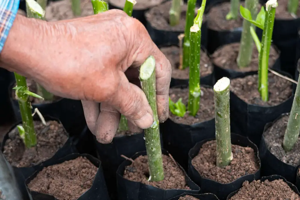 Propagating Woody Herbs such as tree spinach or Mexican kale 