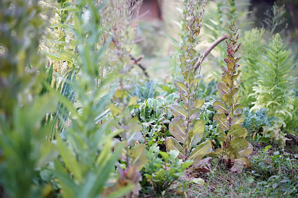 Seed Collection: Harvesting the Bounty of Your Garden