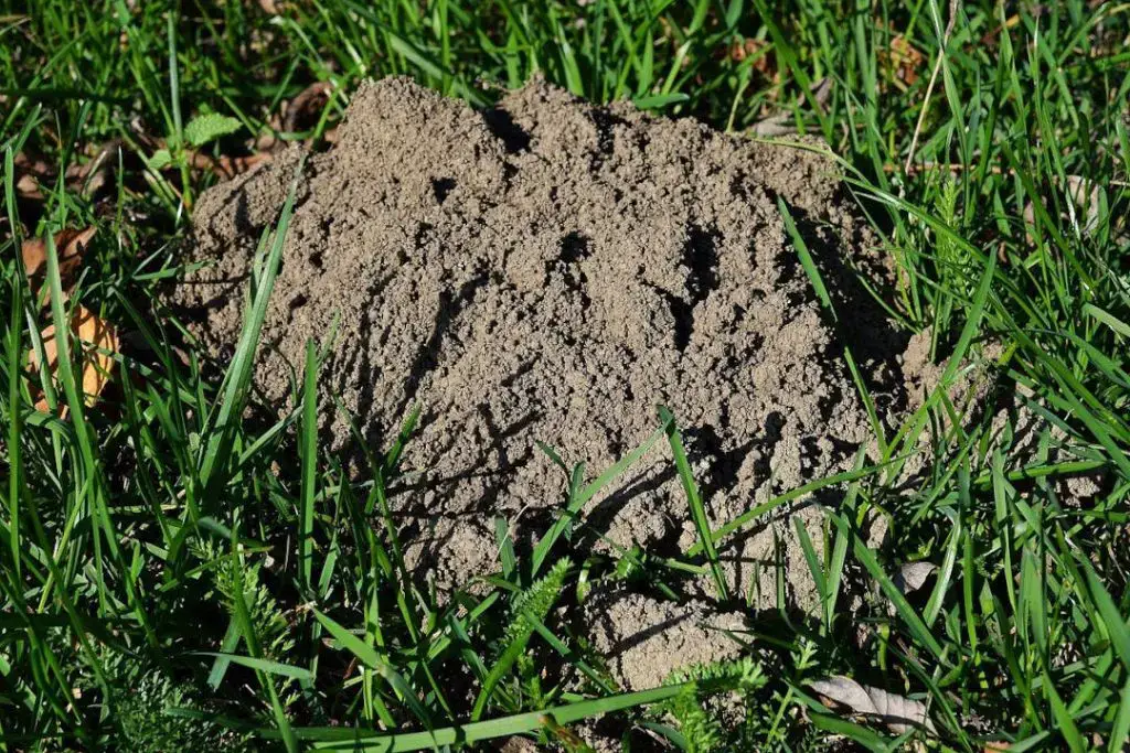 Small Holes in Lawn - Moles