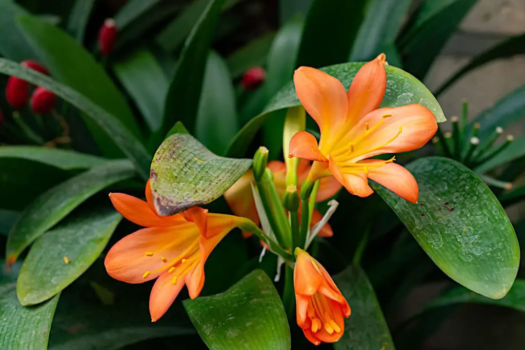 A Step-by-Step Guide to Planting Amaryllis Bulbs