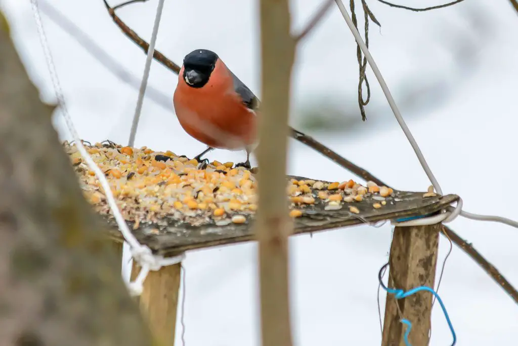 Attracting Birds to the Garden -Gardening Tasks for September