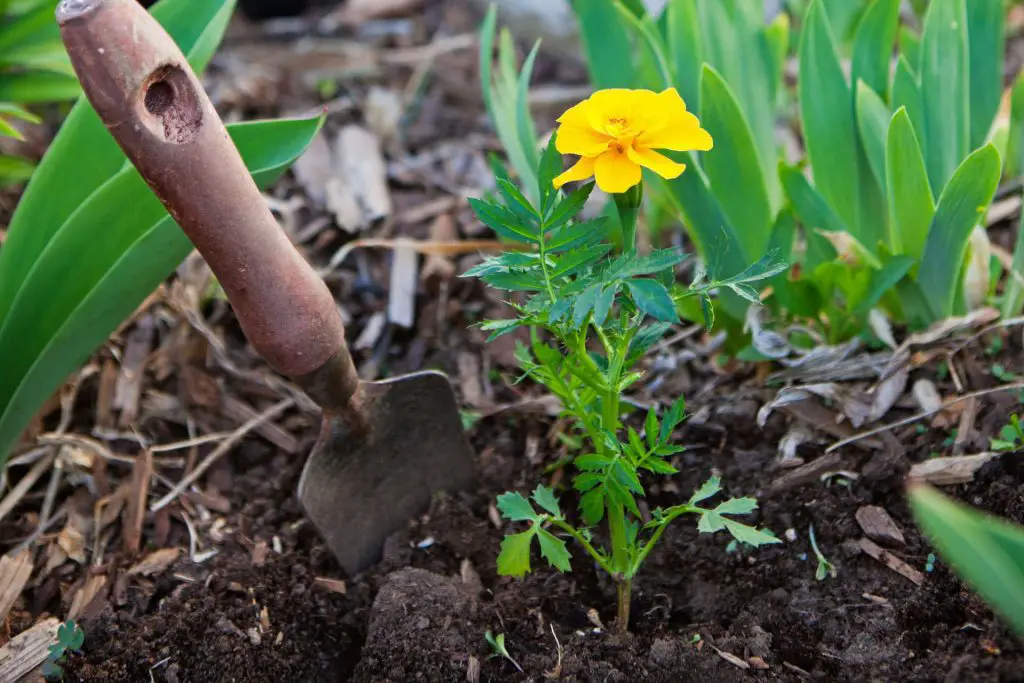 Dividing and Transplanting Plants