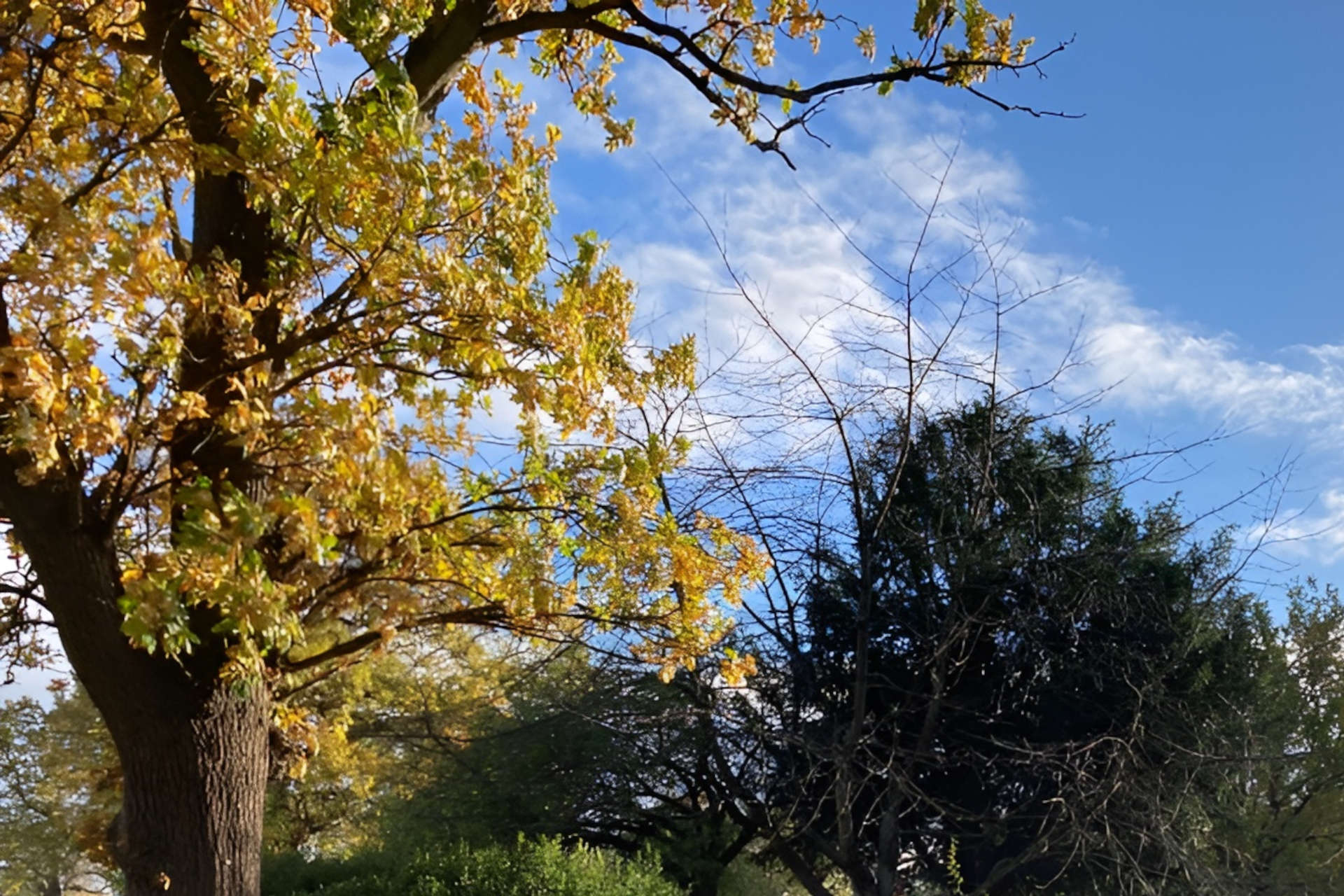 The Silent Heroes of London: How Trees Are Quieting the Urban Roar