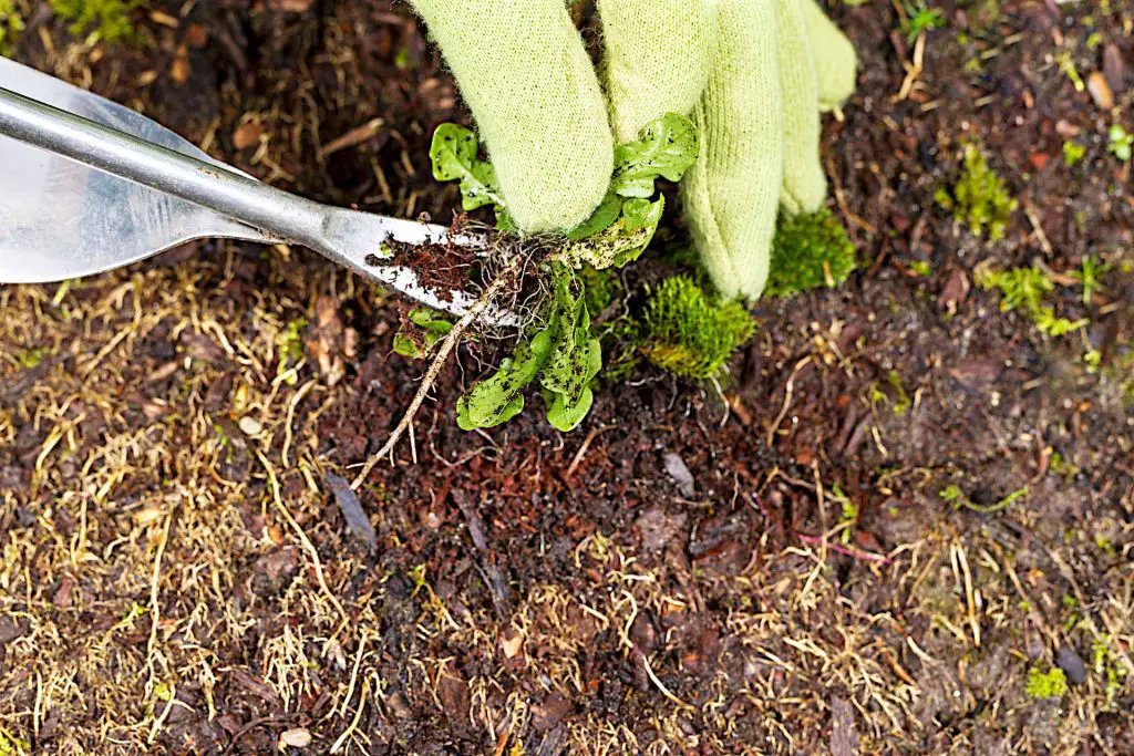 Keep Weeding - Gardening Tasks for September