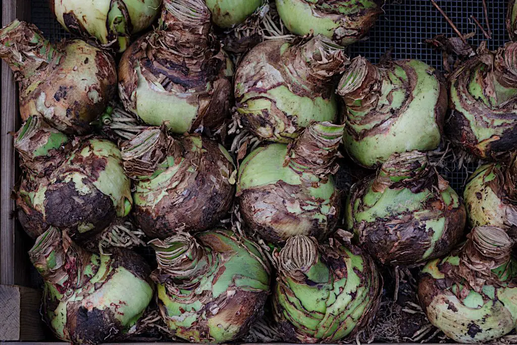 Planting Amaryllis Bulbs