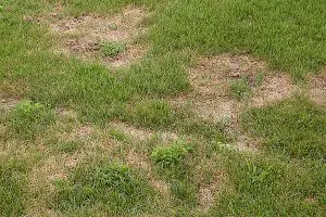 Summer Patch Lawn Disease