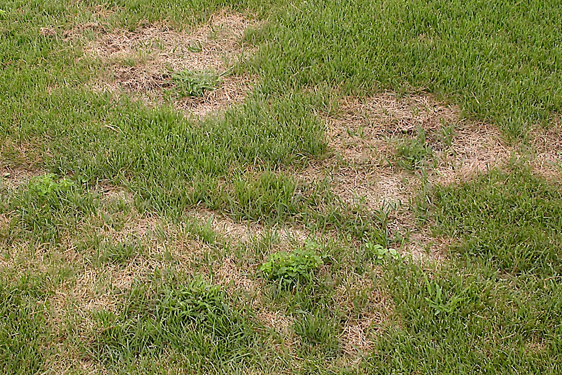 Summer Patch Lawn Disease: The Silent Killer of Turfgrass - Gardening ...