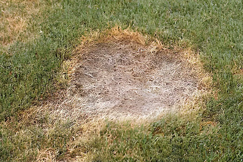 Summer Patch Lawn Disease - Diagnosis and Identification