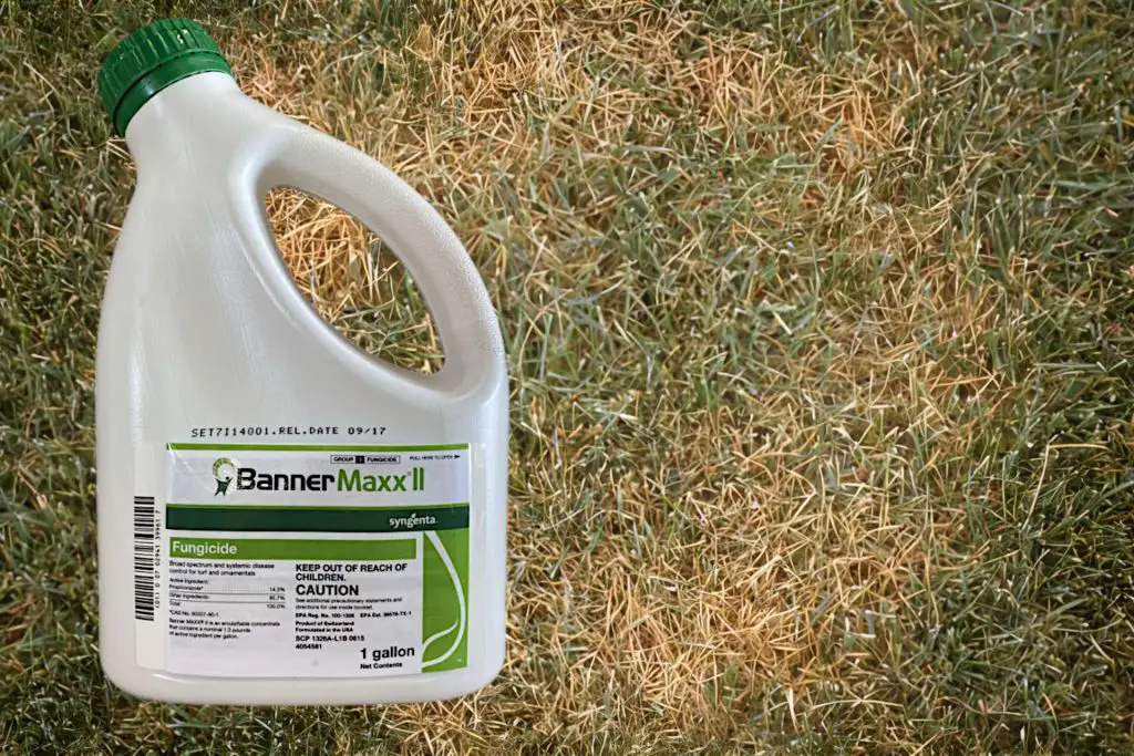 What Are Lawn Fungicides?
