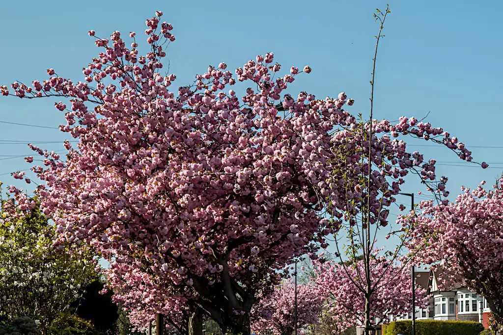 Trees - Urban London