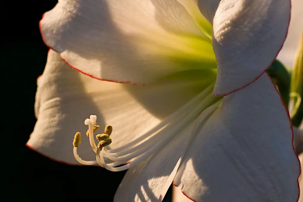 Encouraging amaryllis Growth and Blooming