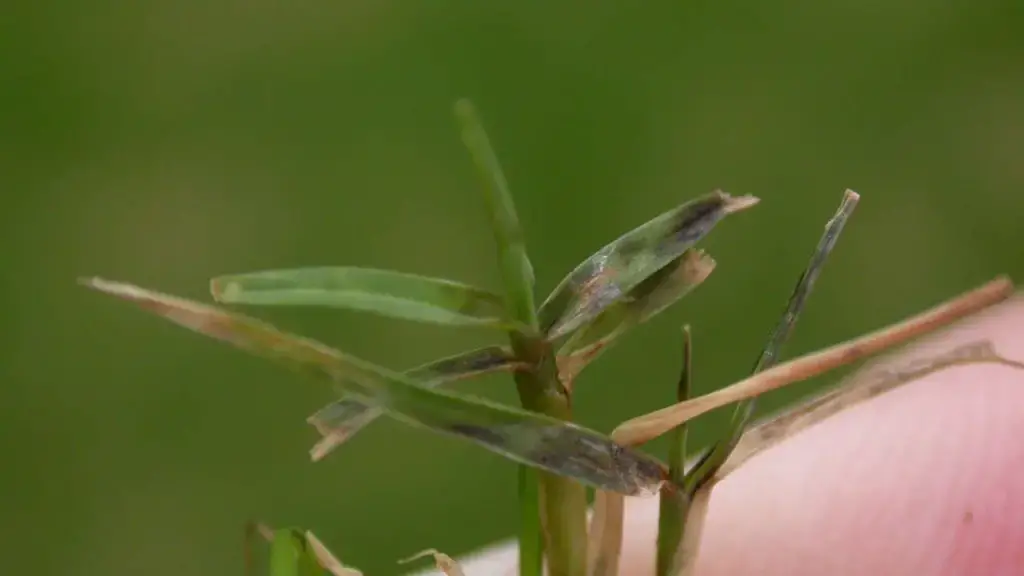 Lawn Fungus Control - Pythium Blight